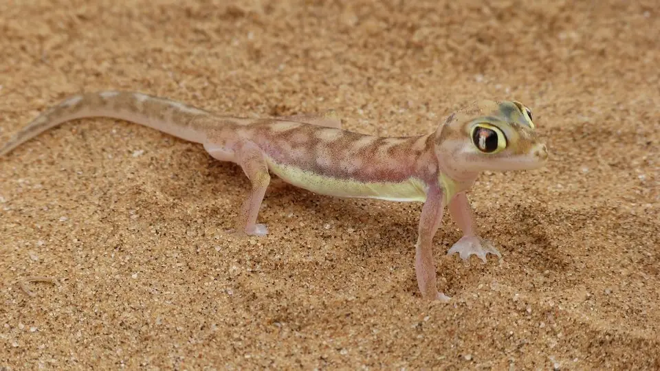 Namib_193_sm.jpg