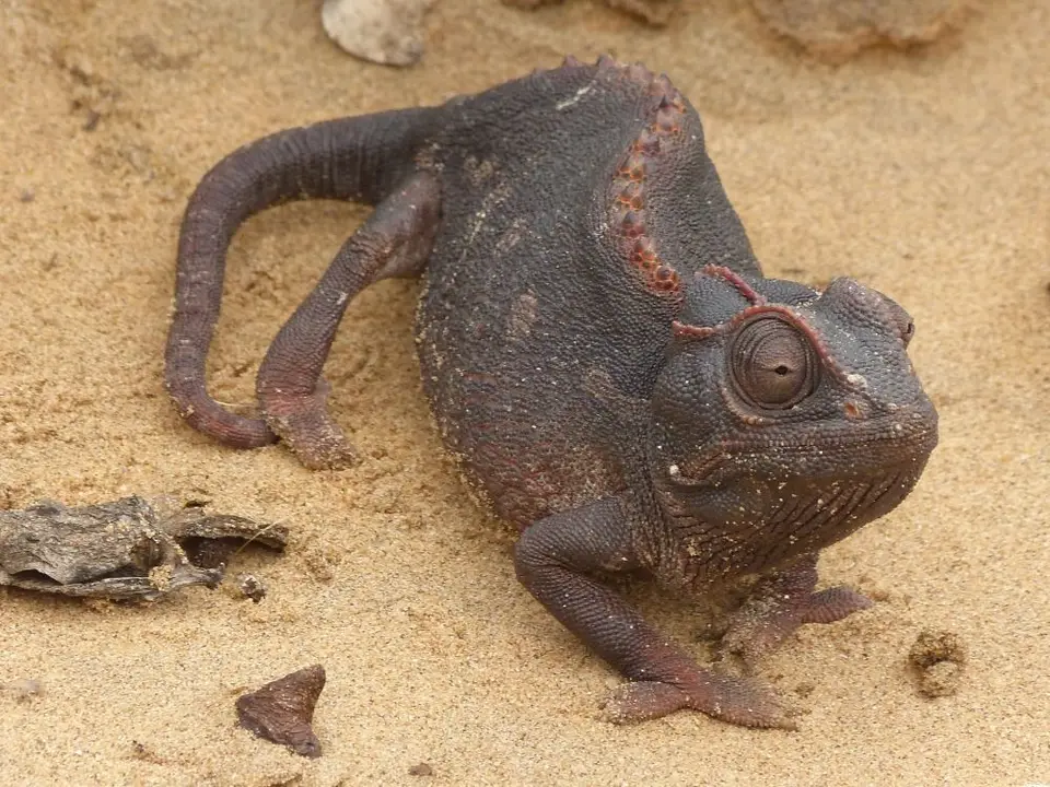 Namib_197_sm.jpg