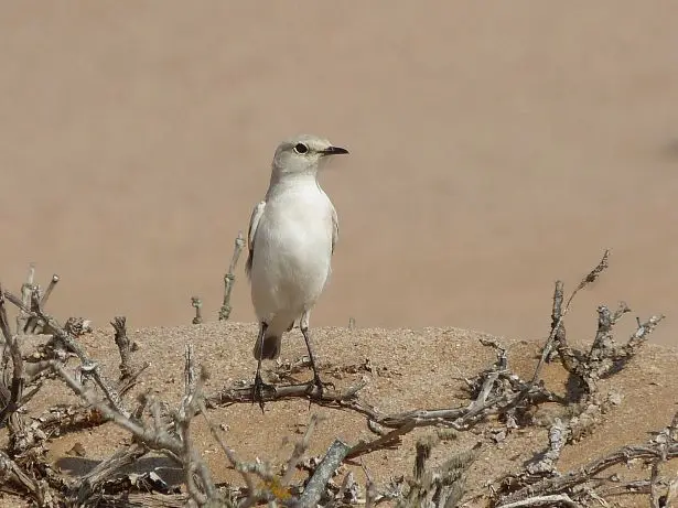 Namib_204_sm.jpg
