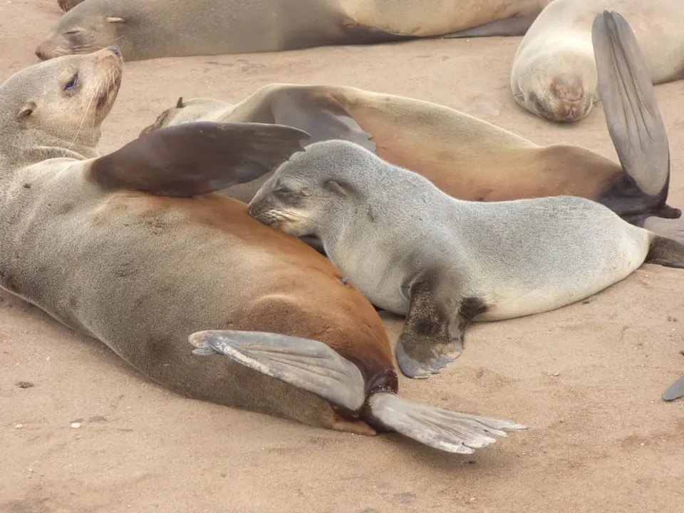 Namib_209_sm.jpg