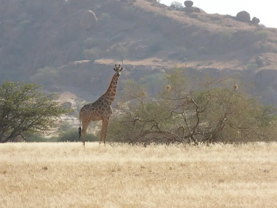Namib_227c_sm.jpg