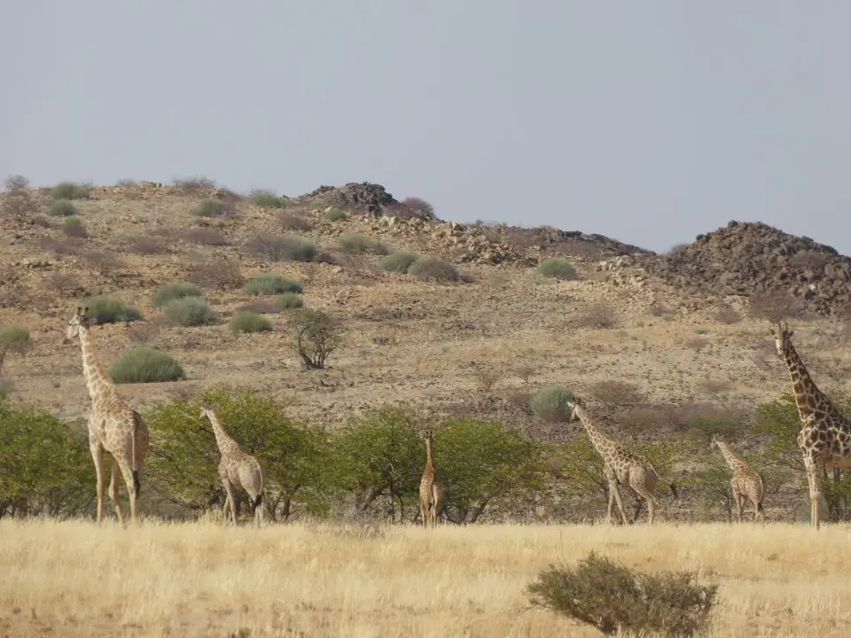 Namib_227d_sm.jpg