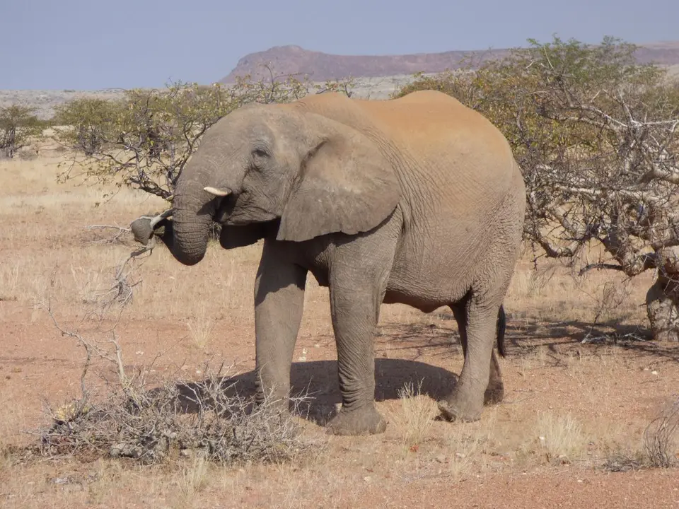 Namib_229_sm.jpg