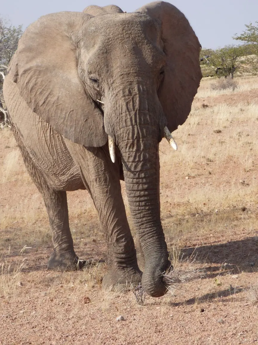 Namib_235_sm.jpg