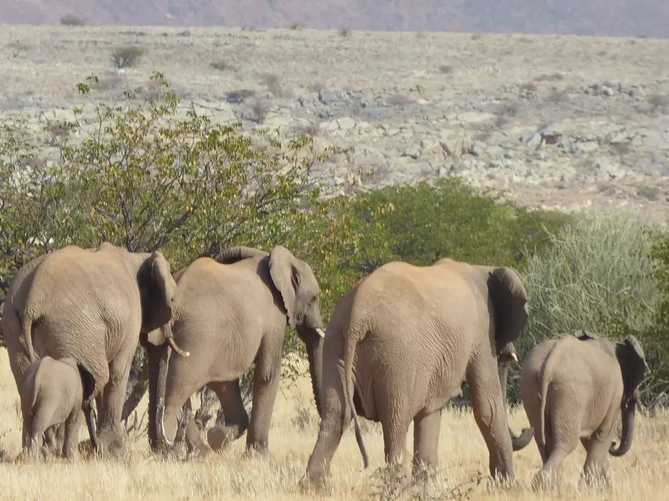 Namib_246_sm.jpg