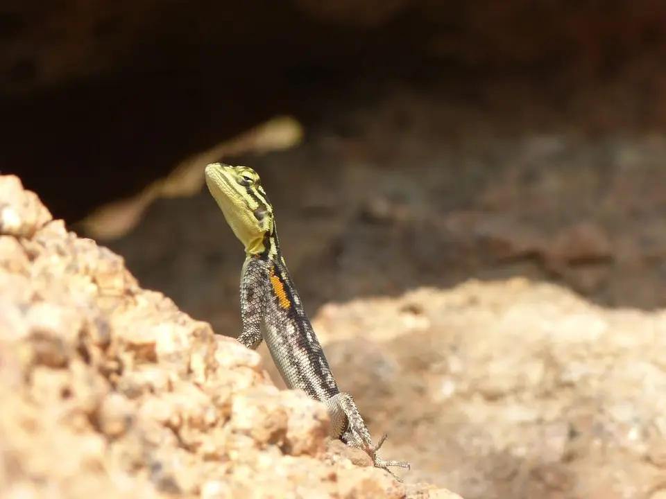 Namib_253_sm.jpg