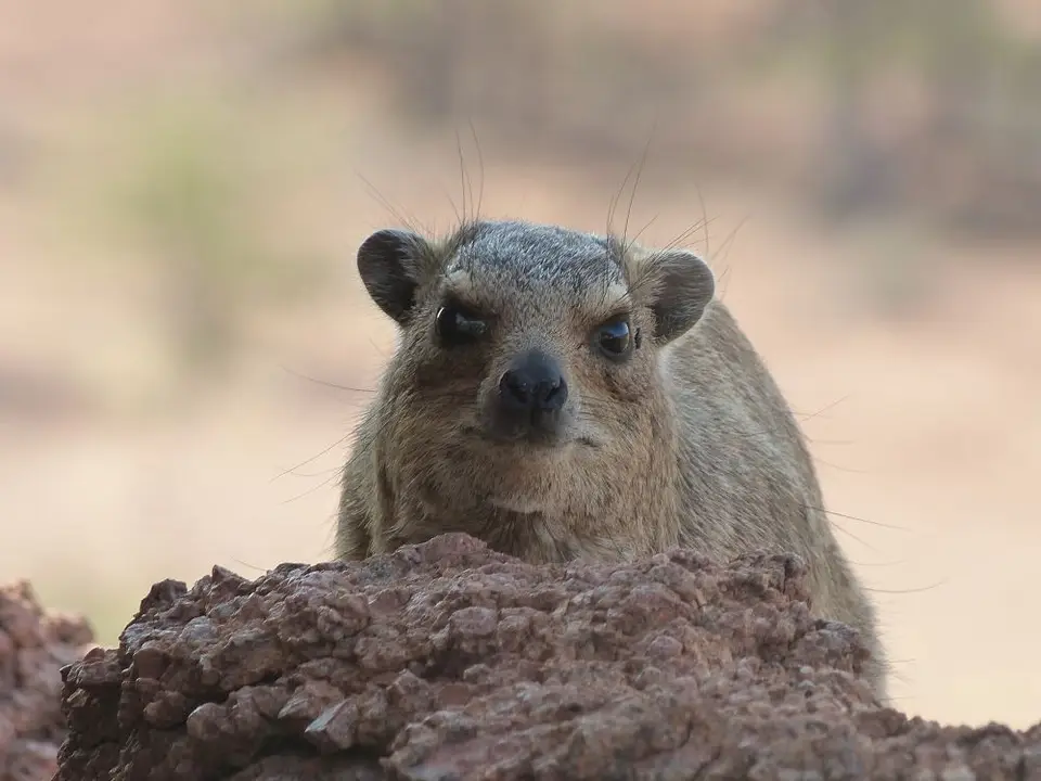 Namib_258_sm.jpg
