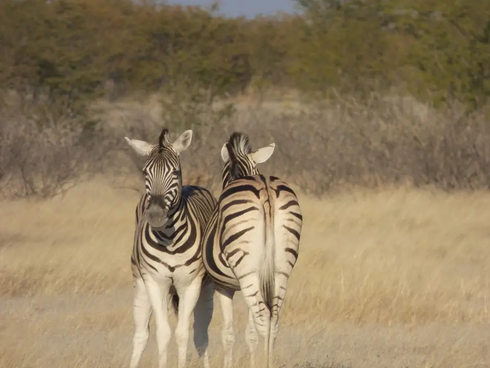 Namib_275_sm.jpg