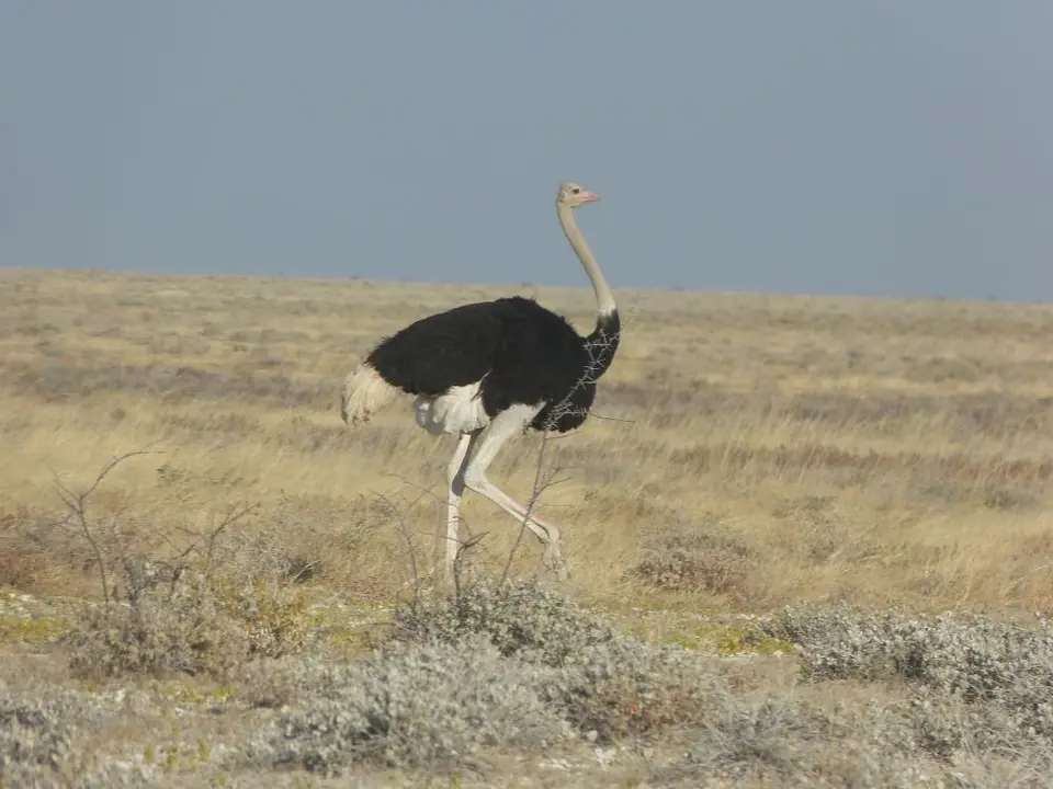 Namib_278_sm.jpg
