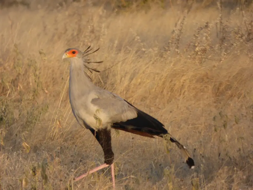 Namib_279_sm.jpg