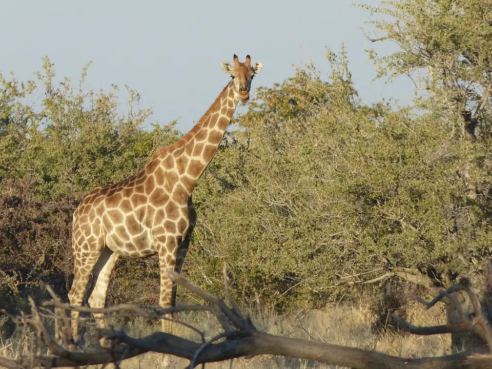 Namib_284_sm.jpg