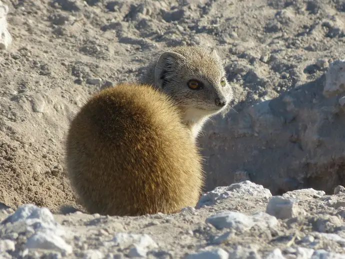 Namib_287_sm.jpg
