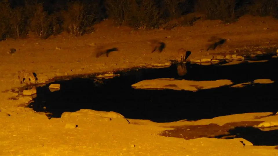 Namib_330_sm.jpg