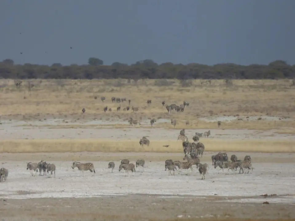 Namib_331_sm.jpg