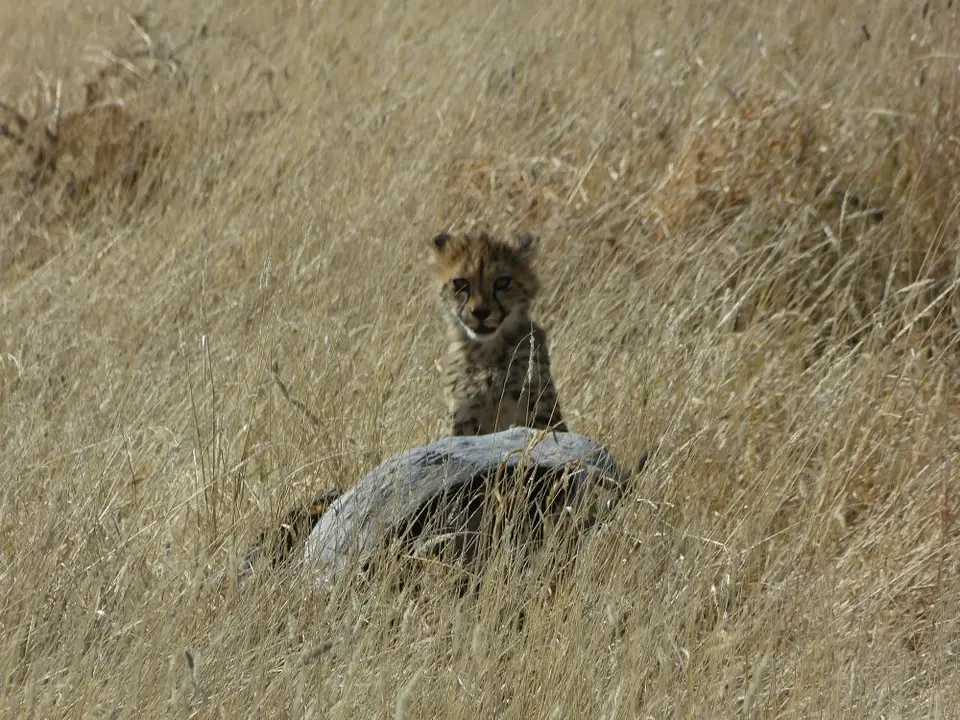 Namib_356_sm.jpg