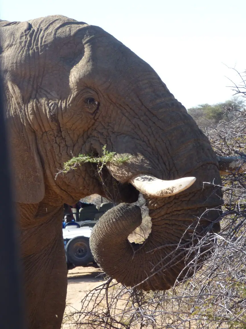 Namib_513_sm.jpg