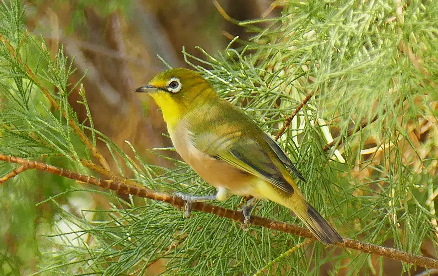 Vogel14.jpg