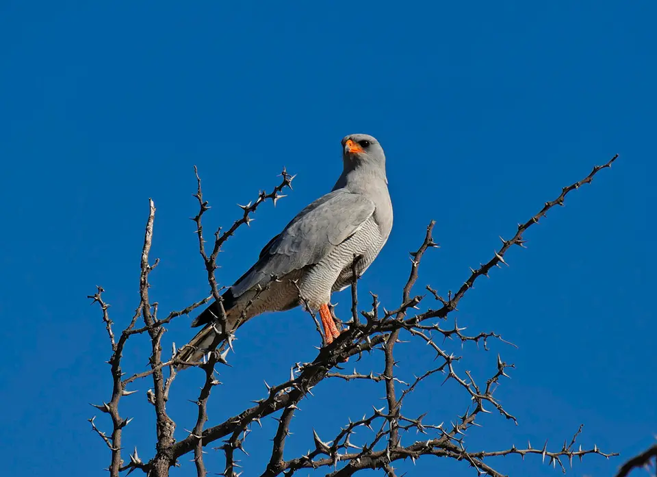 Vogel3.jpg
