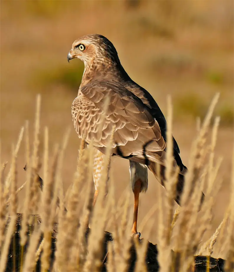 Vogel4.jpg