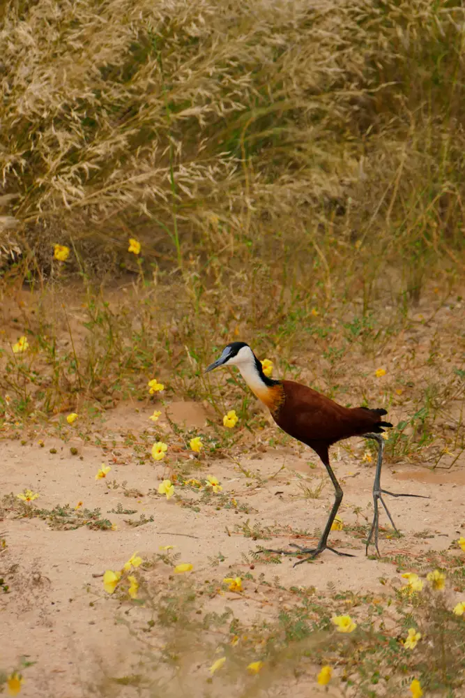 Vogel6.jpg