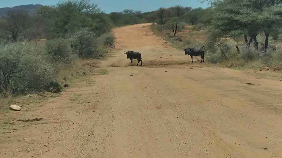 14gnu.jpg