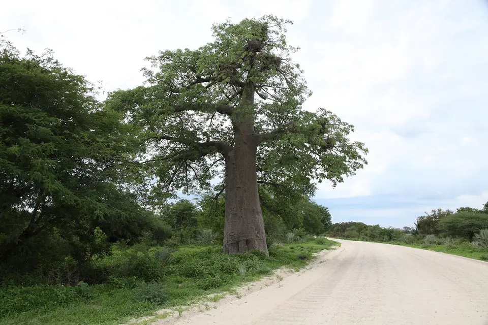 Baobab_1.jpg