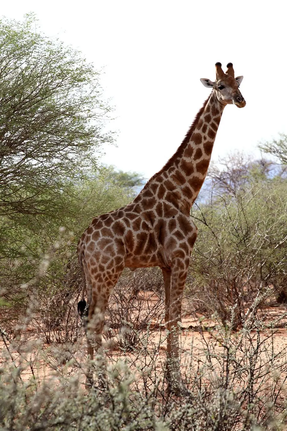 Giraffe.jpg