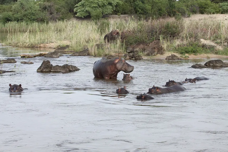 Hippo1.jpg
