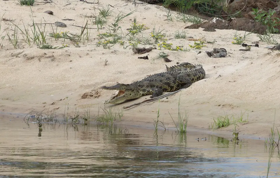 Kroko2.jpg