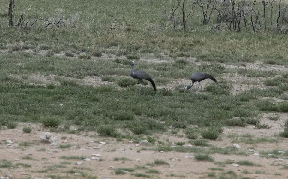 Vögel.jpg