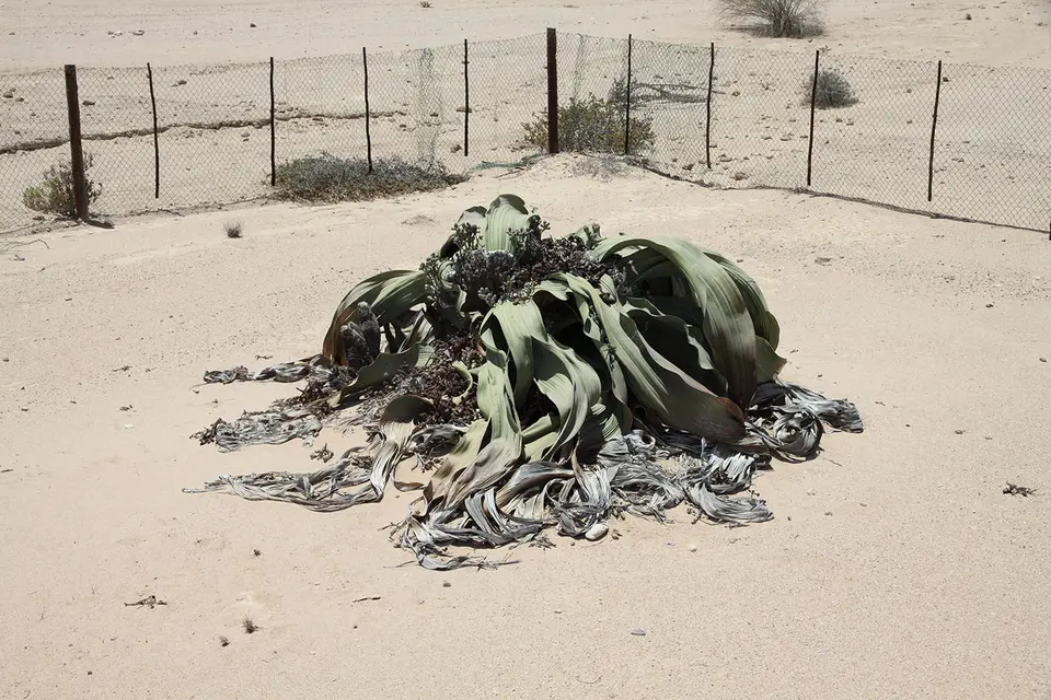 Welwitschia.jpg