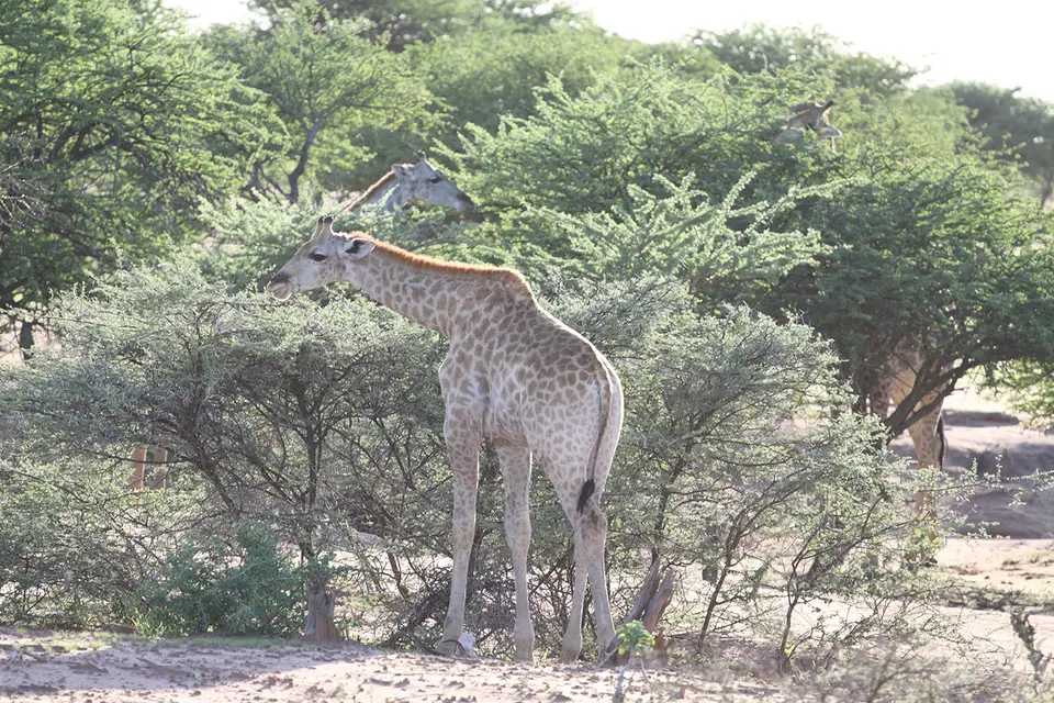giraffe1.jpg