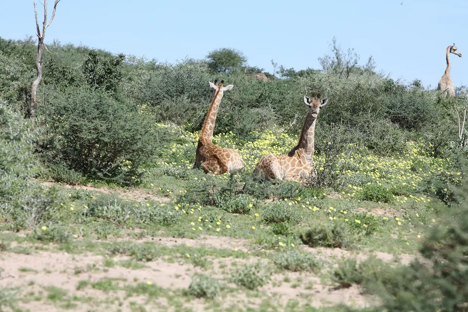 girafferuhen.jpg