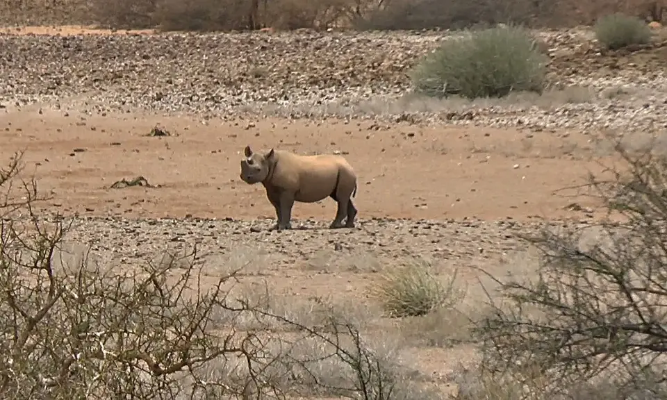 rhino4.jpg