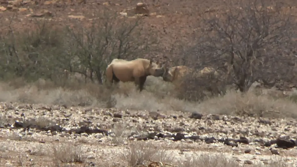 rhino7.jpg