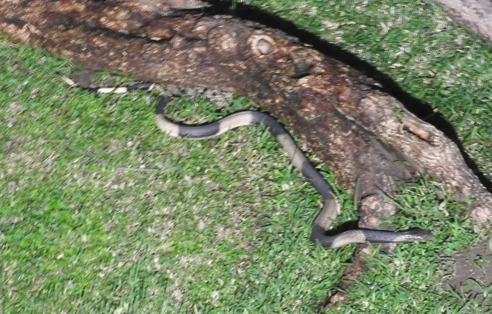 DSCN3191_cropped.JPG
