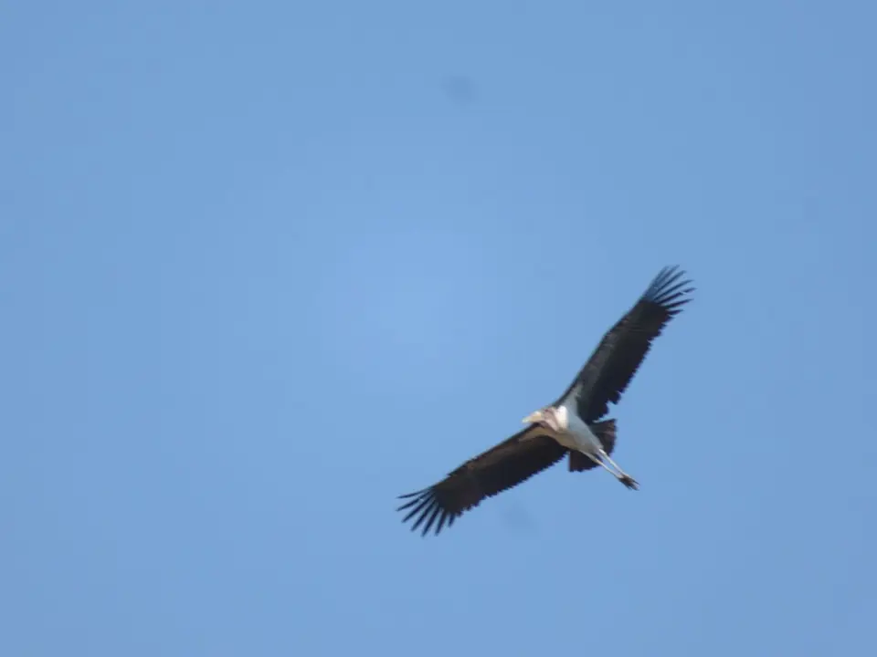 IMG_9915.JPG