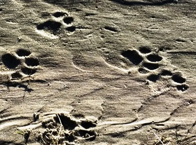 Leoparden-Spuren.jpg