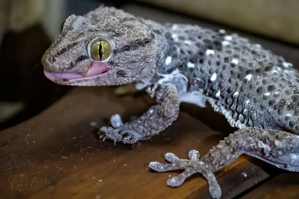 Turner'sthick-toedgecko-Dickzehengecko_flickr.jpg