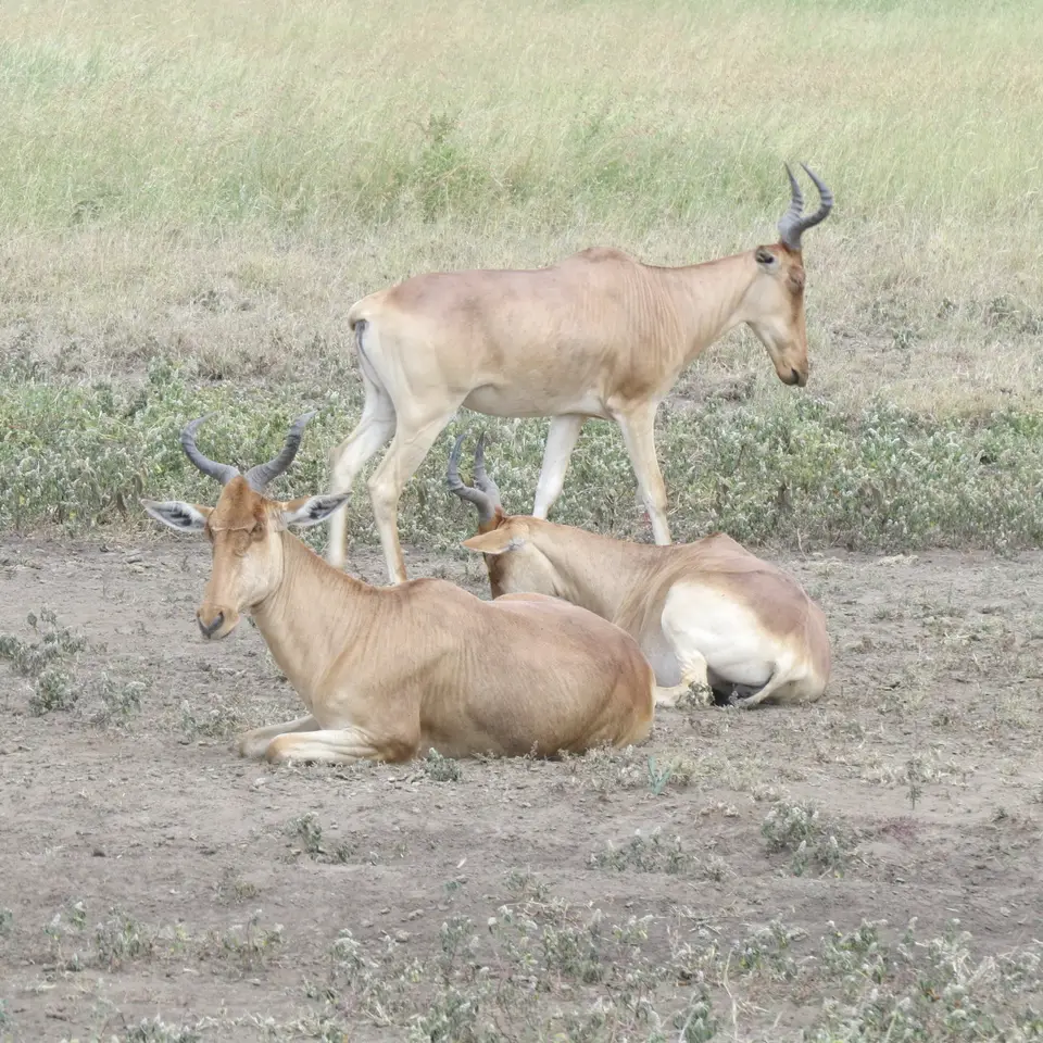 IMG_1485.JPG