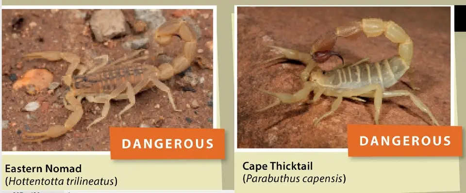 Scorpionpreselected.jpg