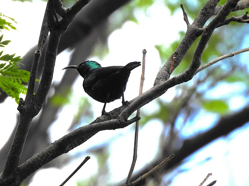 241117Sunbird,aberwelcher.JPG