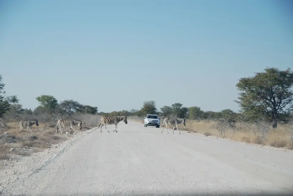 etosha_2_1.jpg
