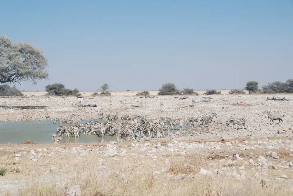 etosha_3_1.jpg