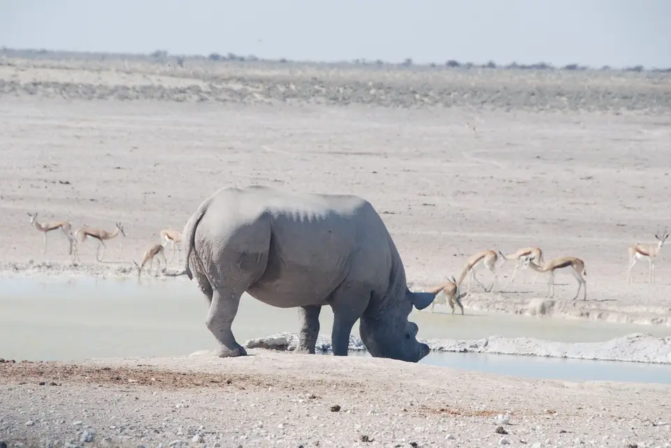 etosha_3_2.jpg