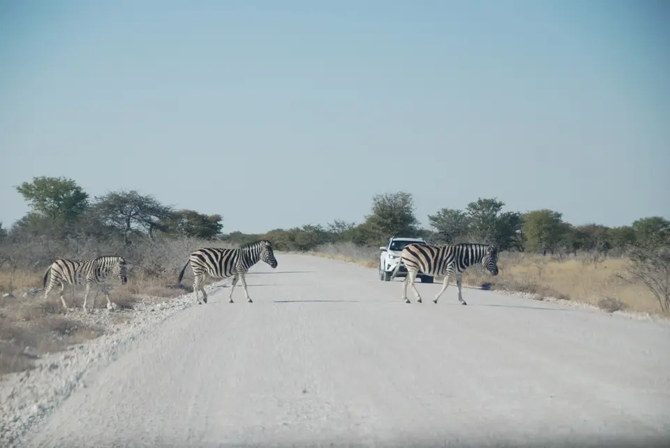 etosha_4.JPG
