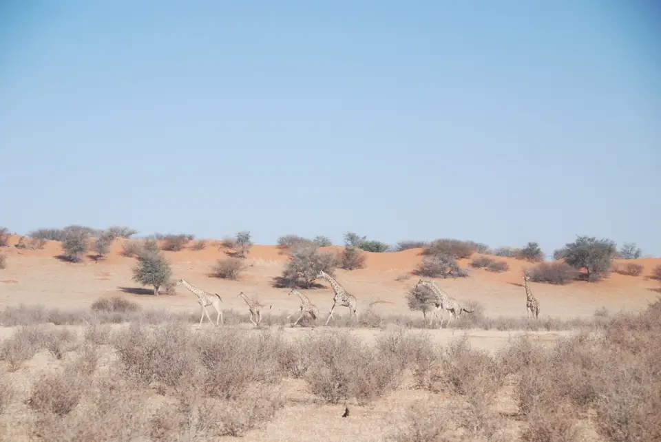 kalahari_2_3.jpg