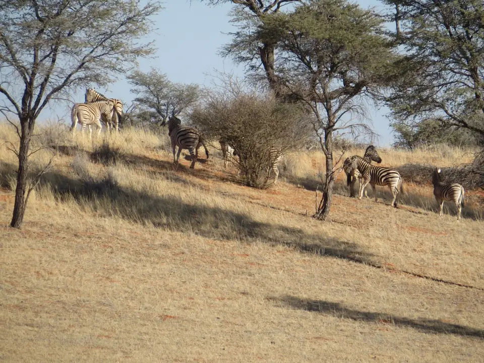 kalahari_2_5.jpg