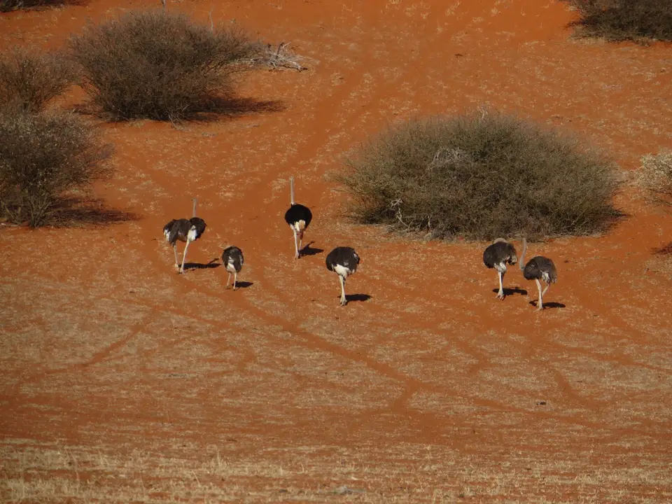 kalahari_2_6.jpg