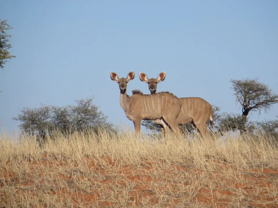 kalahari_2_8.jpg